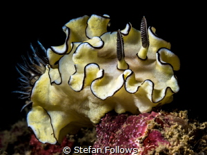 Just for the Frills ... Nudibranch - Glossodoris atromarg... by Stefan Follows 